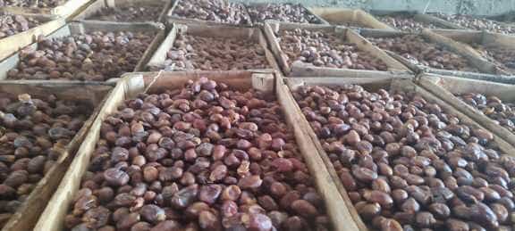 تصویر 1 از قیمت عمده خرما صنعتی